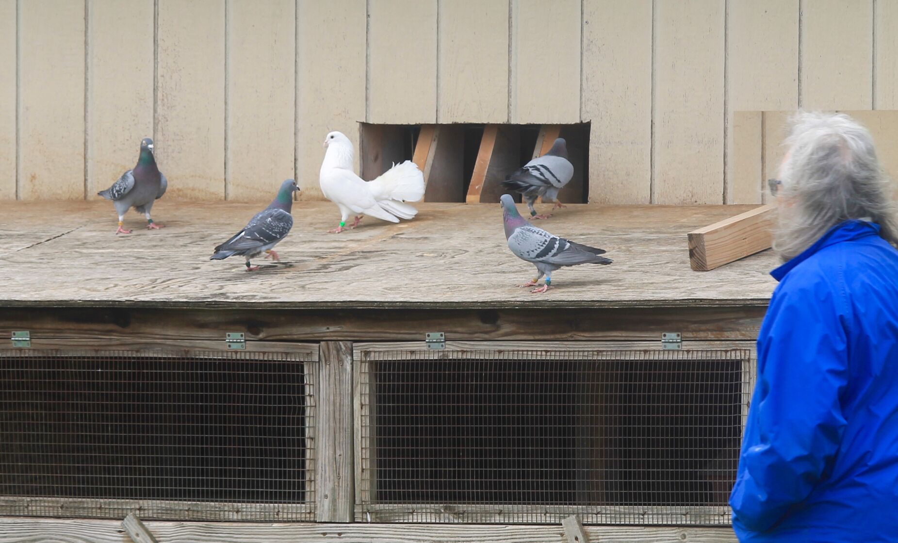 birds return